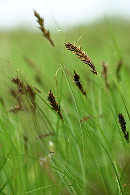 BUITEN BEELD Foto: 433693