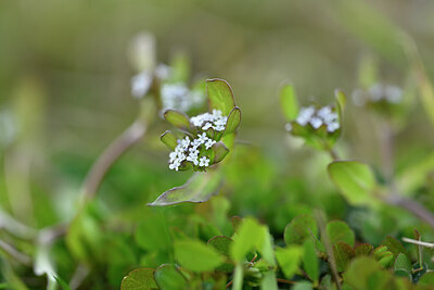 BUITEN BEELD Foto: 433694