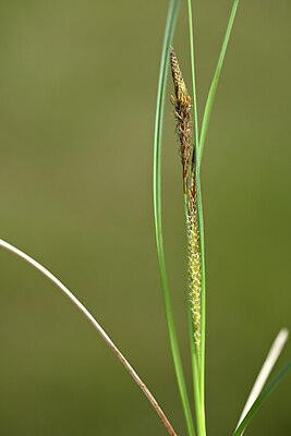 BUITEN BEELD Foto: 433702