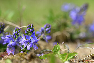 BUITEN BEELD Foto: 433718