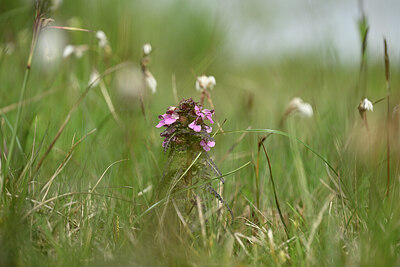 BUITEN BEELD Foto: 433728