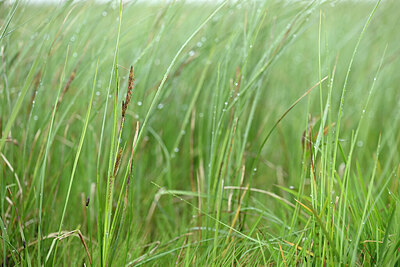 BUITEN BEELD Foto: 433763