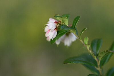 BUITEN BEELD Foto: 433771