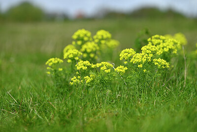 BUITEN BEELD Foto: 433777