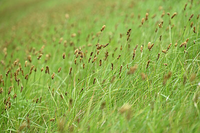 BUITEN BEELD Foto: 433779