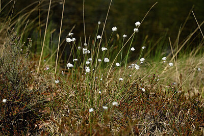 BUITEN BEELD Foto: 433789