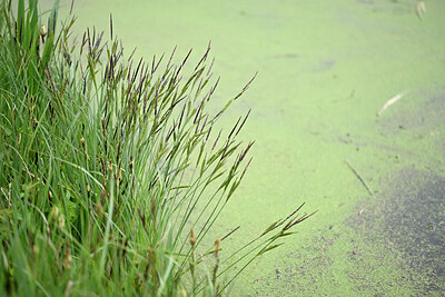 BUITEN BEELD Foto: 433790