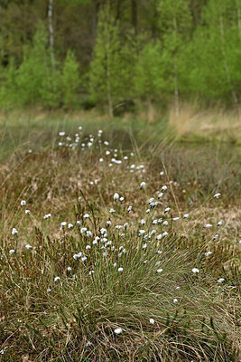 BUITEN BEELD Foto: 433793