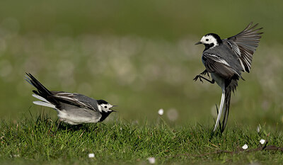 BUITEN BEELD Foto: 433830