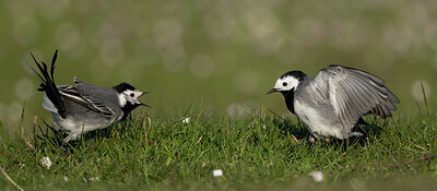 BUITEN BEELD Foto: 433832