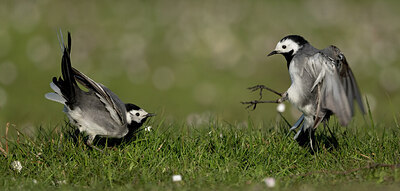 BUITEN BEELD Foto: 433833