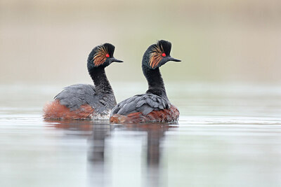 BUITEN BEELD Foto: 433842