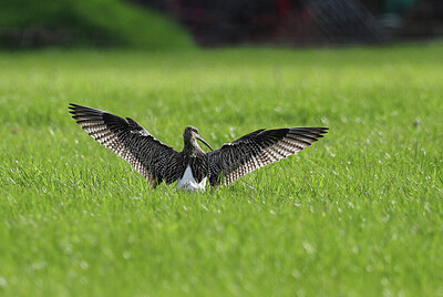 BUITEN BEELD Foto: 433846