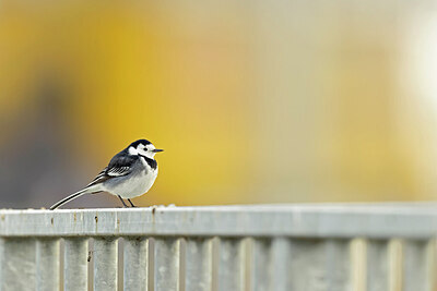 BUITEN BEELD Foto: 433916