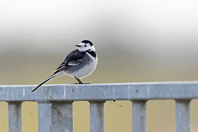 BUITEN BEELD Foto: 433917