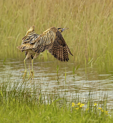 BUITEN BEELD Foto: 433937