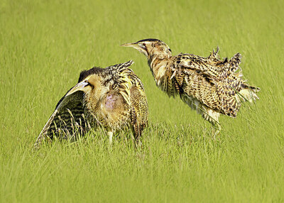 BUITEN BEELD Foto: 433939