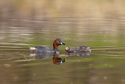 BUITEN BEELD Foto: 433948