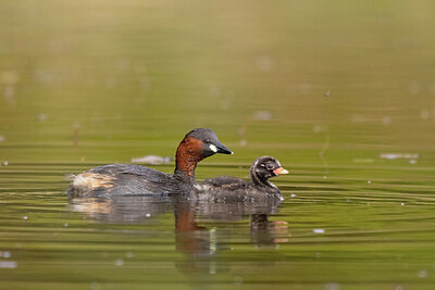 BUITEN BEELD Foto: 433949