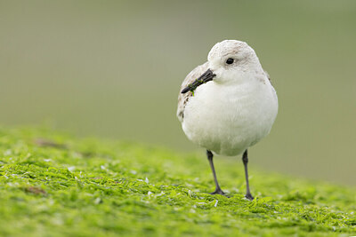 BUITEN BEELD Foto: 433956