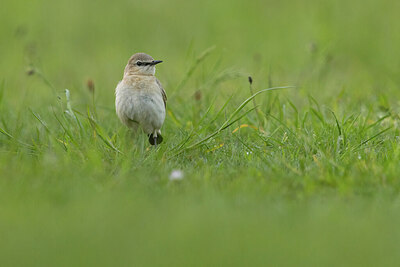 BUITEN BEELD Foto: 433972