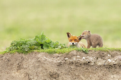 BUITEN BEELD Foto: 433975