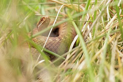 BUITEN BEELD Foto: 433976