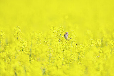 BUITEN BEELD Foto: 433993
