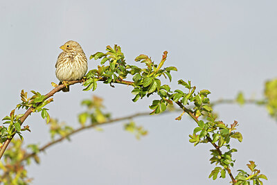 BUITEN BEELD Foto: 433995