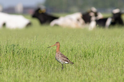 BUITEN BEELD Foto: 433997