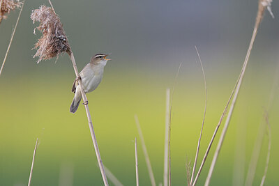 BUITEN BEELD Foto: 434010