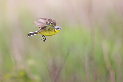 BUITEN BEELD Foto: 434011