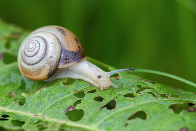 BUITEN BEELD Foto: 434026