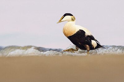 BUITEN BEELD Foto: 434033