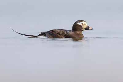 BUITEN BEELD Foto: 434039