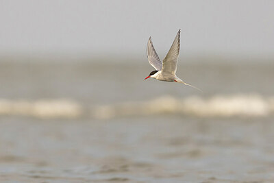 BUITEN BEELD Foto: 434060