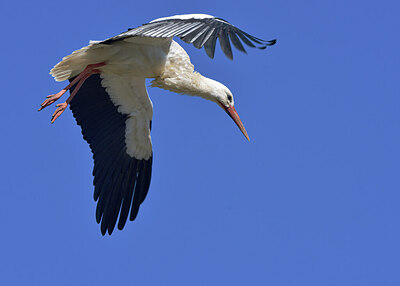 BUITEN BEELD Foto: 434071
