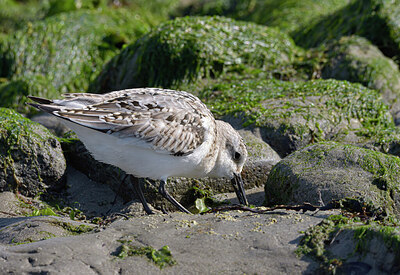 BUITEN BEELD Foto: 434139