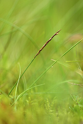 BUITEN BEELD Foto: 434154