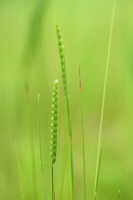 BUITEN BEELD Foto: 434156