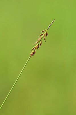 BUITEN BEELD Foto: 434158