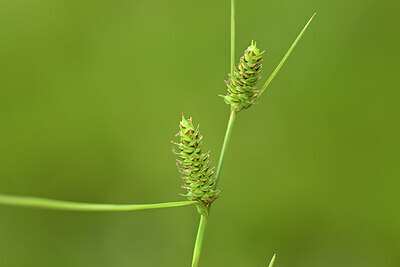 BUITEN BEELD Foto: 434170