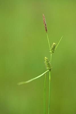 BUITEN BEELD Foto: 434173