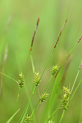 BUITEN BEELD Foto: 434174