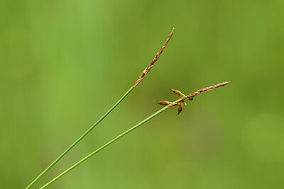 BUITEN BEELD Foto: 434189