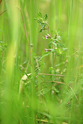 BUITEN BEELD Foto: 434194