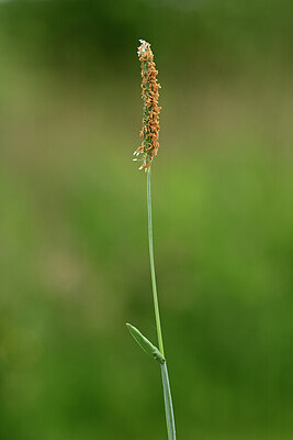 BUITEN BEELD Foto: 434198