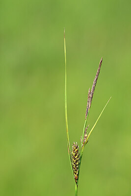 BUITEN BEELD Foto: 434211