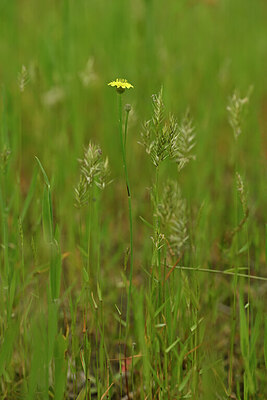 BUITEN BEELD Foto: 434214