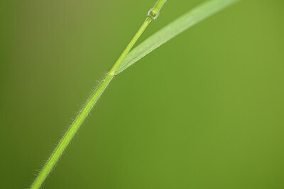 BUITEN BEELD Foto: 434220